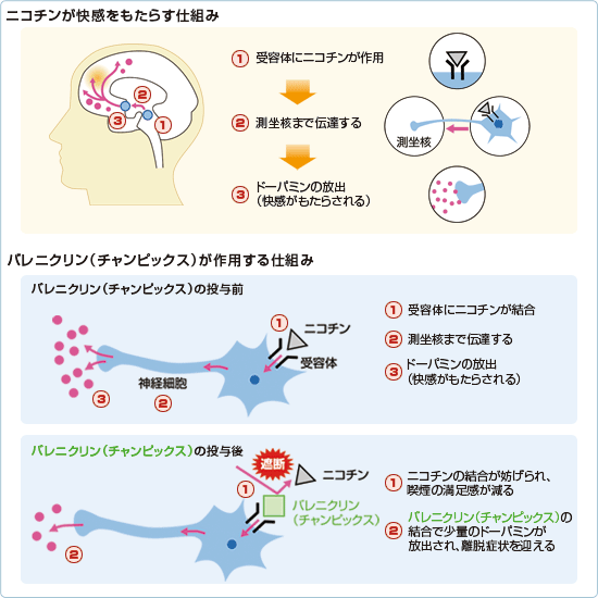 作用機序